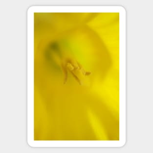 Daffodil Macro Sticker